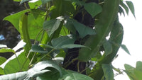 Psophocarpus Tetragonolobus Seeds Vegetable Goa Dragon Bean Nitrogen Fixing Vine Category eg, Flower Seeds