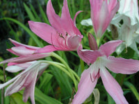 Crinum Lily Hannibal S Dwarf Medium-size Bulb - Flower Seeds