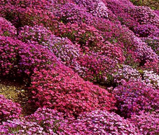 Aubrieta Rock Cress Cascade Mix Aubrieta Hybrida Superbissima – Hardy Perennial Rockery Seeds
