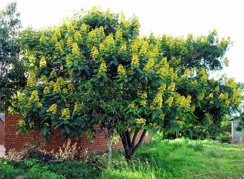 Senna Siamea Seeds Cassia Kassod Thailand Garden Flowering Shower Tree – Hardy Flower Seeds