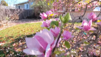 Magnolia Liliiflora – Mulan Tulip Lily Shrub Seeds