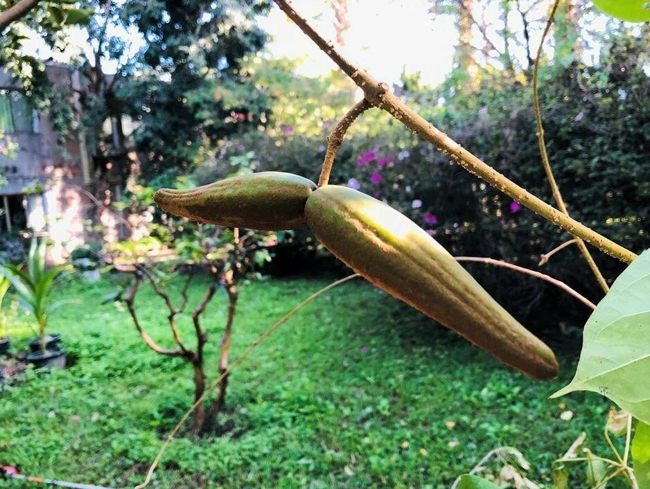 Dregea Volubilis – Green Wax Flower Vine Seeds