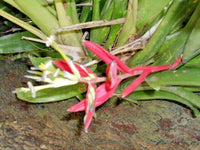 Red Flowered Bromeliad Tropical Perennial Flower Seeds