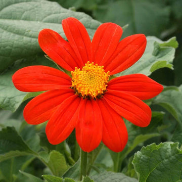 Mexican Sunflower Tithonia – Colorful Wildflower Garden Seeds