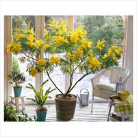 Acacia Dealbata Tree Shrub Seeds Silver Wattle Mimosa Fragrant Bush Flower Seeds for Home and Garden