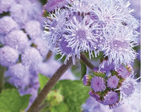 Blue Planet Flossflower Seeds for Planting Ageratum houstonianum