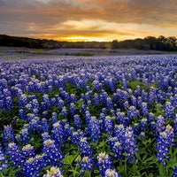 Texas Wild Lupine Colorful Wildflower Garden Seeds