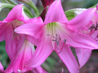 Crinum Lily Kenya King – Large Flowering Bulb Seeds