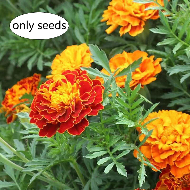 French Marigold Sparky Mixed Colors Tagetes Patula Flower Seeds -