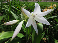 Crinum Lily Pat-a-cake Jumbo Blooming-size Bulb New Very - Flower