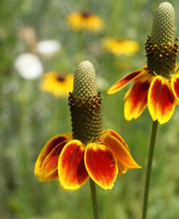 Mexican Hat Ratibida Columnifera Drought Tolerant Flower Seeds