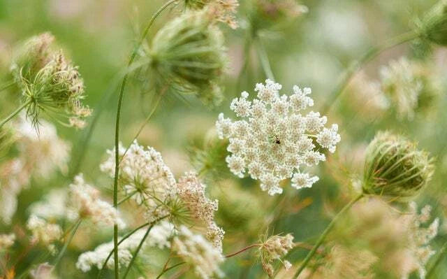 Queen Annes Lace Seeds for Planting Seeds Category eg, Flower Seeds