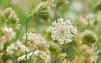 Queen Annes Lace Seeds for Planting Seeds Category eg, Flower Seeds