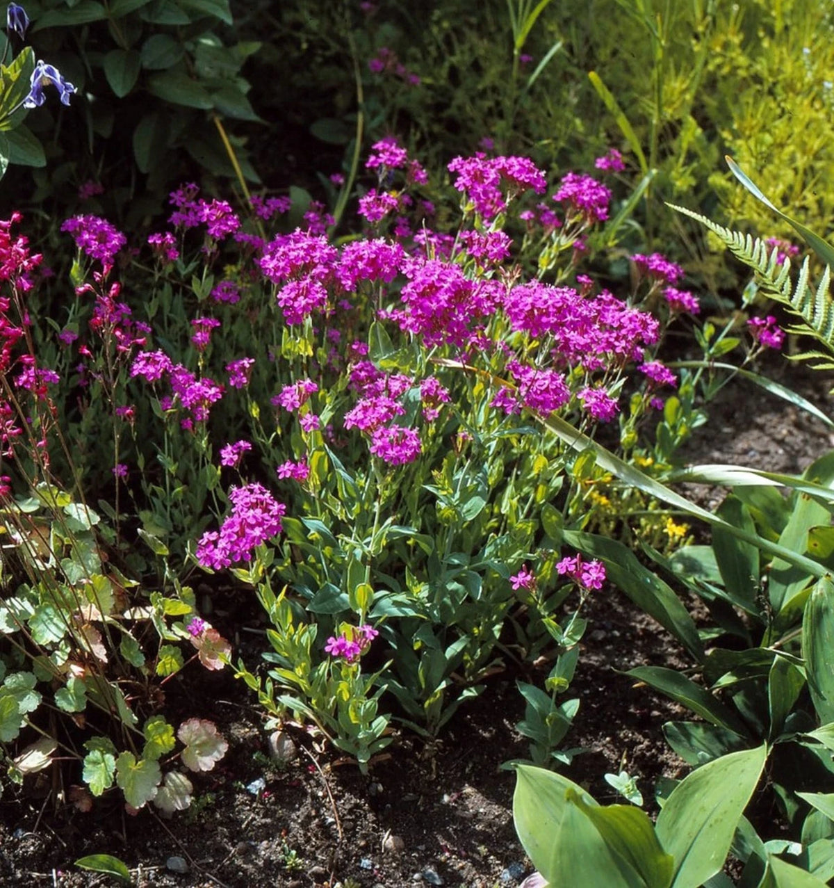 Silene Armeria – Colorful Garden Catchfly Flower Seeds