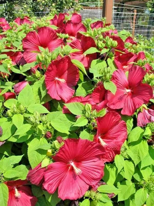 Luna Red Swamp Mallow Hibiscus Moscheutos – Perennial Flower Seeds