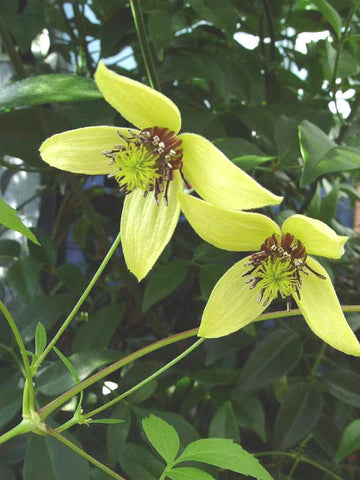 Golden Tiara Clematis Clematis Serratifolia Climbing Flower Seeds