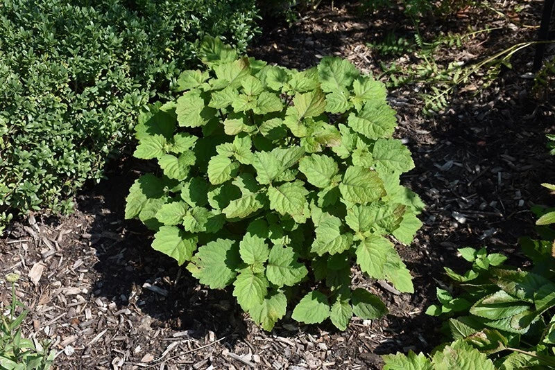 Patchouli Pogostemon Cablin – Fragrant Perennial Herb Garden Seeds