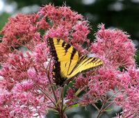 Joe Pye Weed Spotted Eupatorium – Hardy Wildflower Seeds