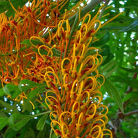 Southern Silky Oak Grevillea Robusta – Ornamental Tree Seeds