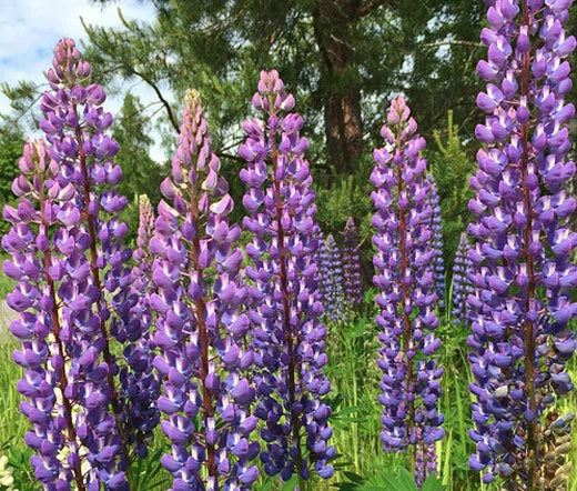 Lupine Blue Perennial Lupinus Perennis – Fragrant Garden Flower Seeds