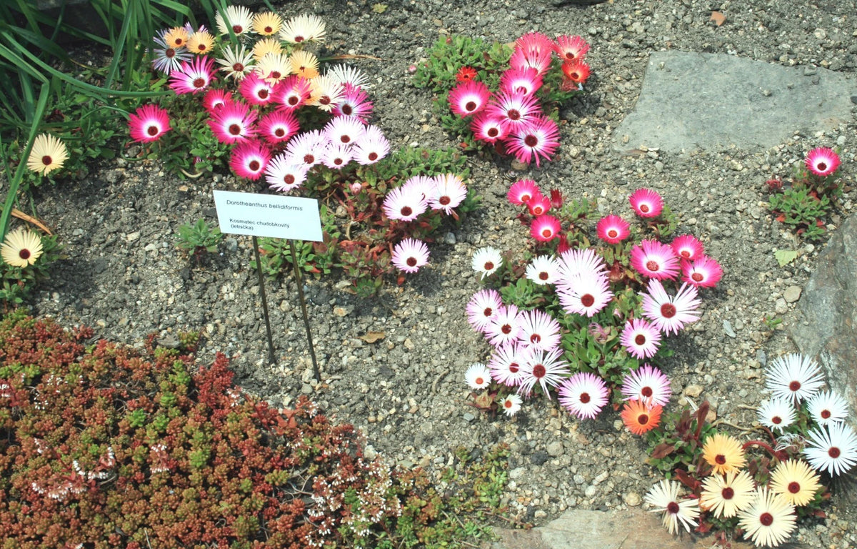 Livingstone Daisy Dorotheanthus Bellidiformis – Colorful Flower Seeds