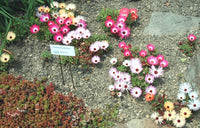 Livingstone Daisy Dorotheanthus Bellidiformis – Colorful Flower Seeds