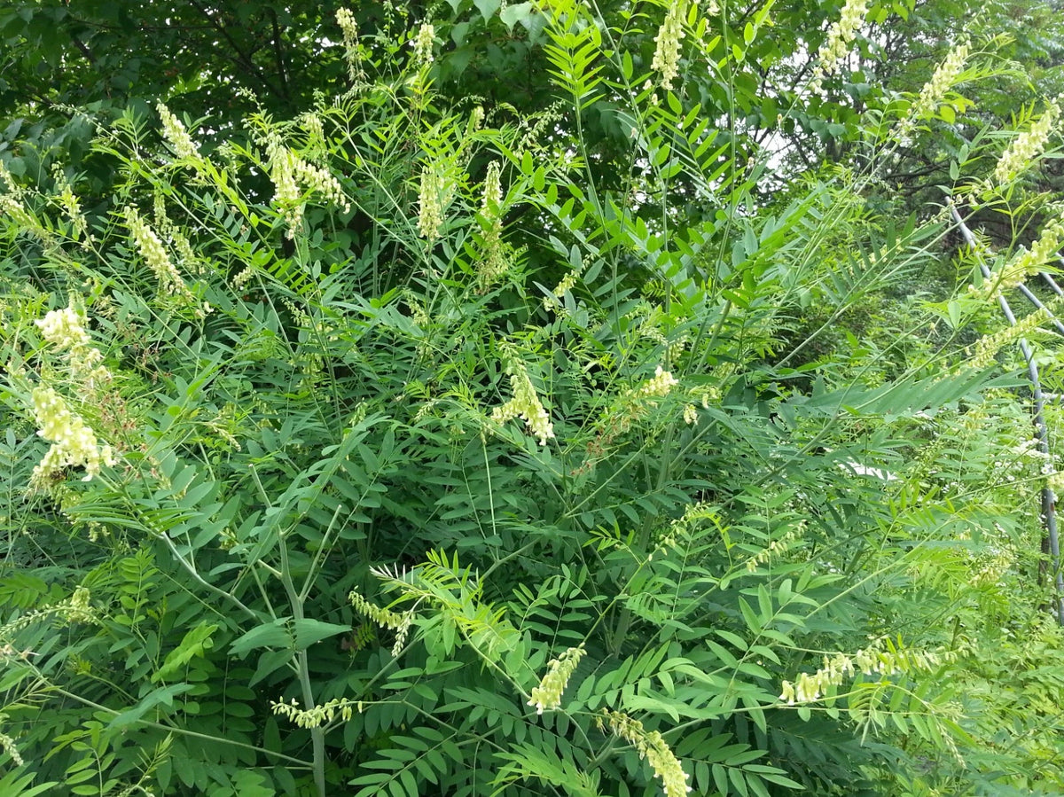 Sophora Flavescens – Dwarf Garden Shrub Herb Seeds