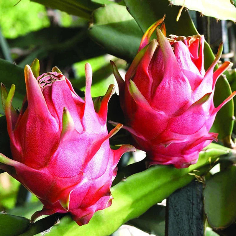 White Dragon Fruit Hylocereus Undatus – Cactus Fruit Seeds