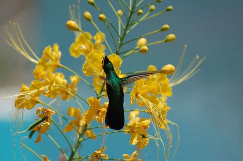 Caesalpinia Pulcherrima – Yellow Bird Of Paradise Shrub Seeds