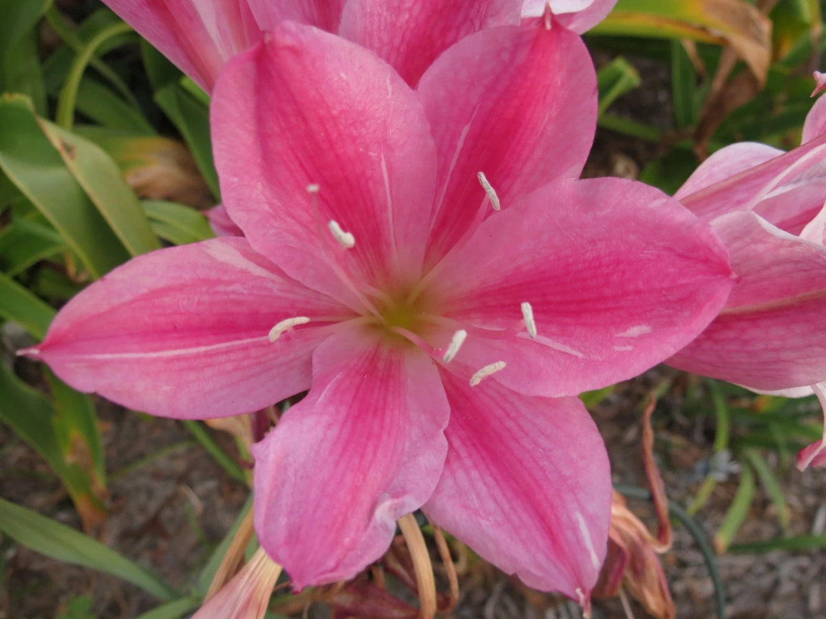 Crinum Lily Carnival – Garden Flower Seeds