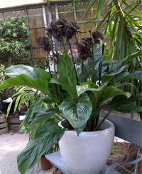 Tacca Chantrieri – Black Bat Tropical Flower Seeds