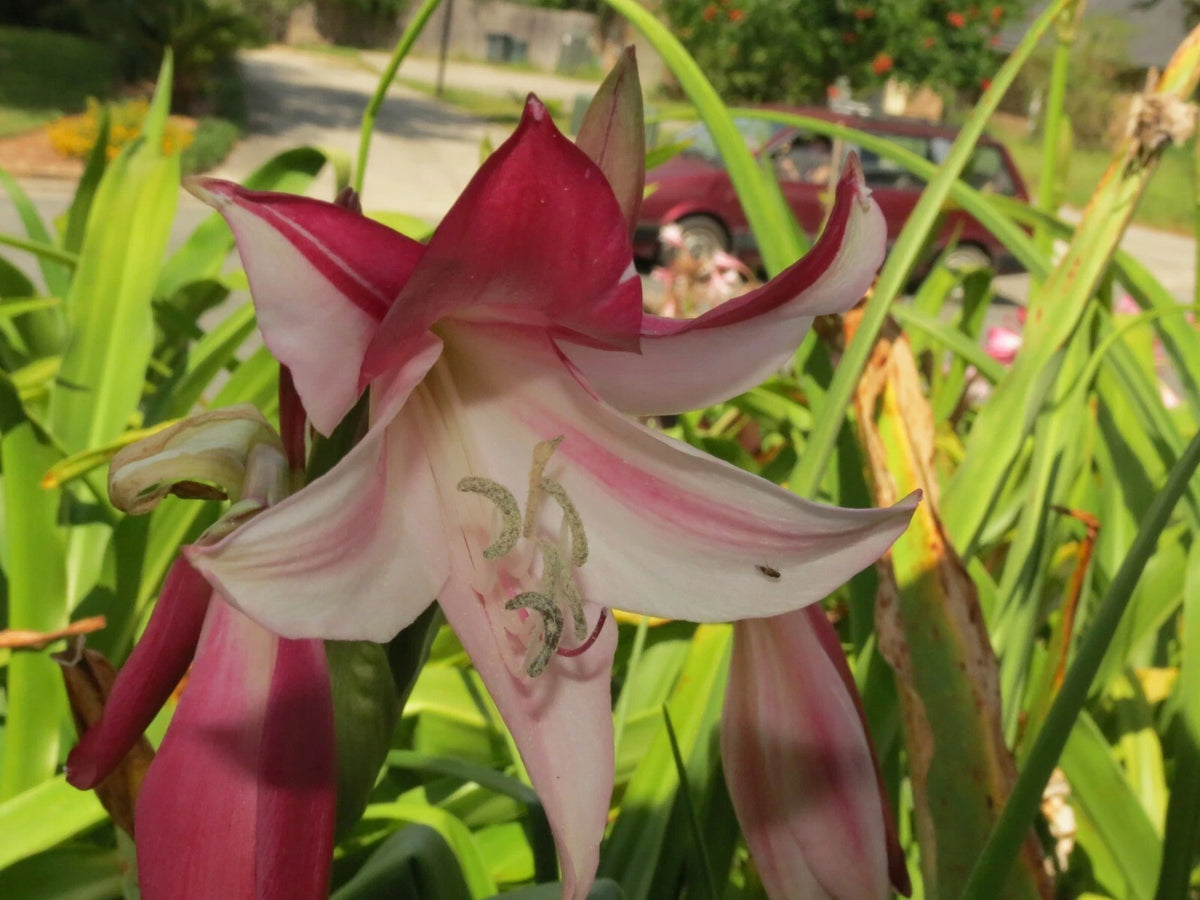 Crinum Lily Lorraine – Garden Flower Seeds