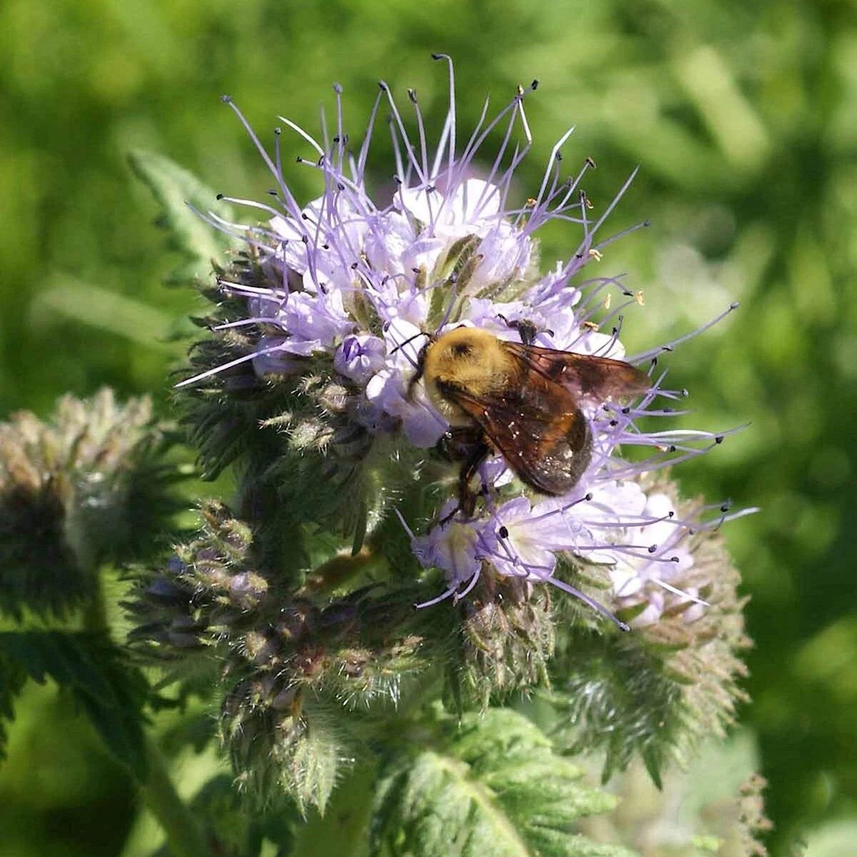 Lacy Phacelia – Colorful Wildflower Garden Seeds