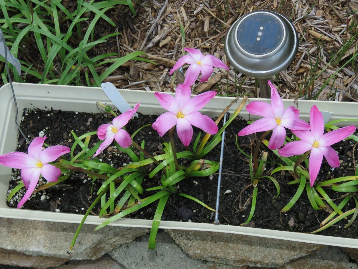 Rain Lily Zephyranthes Labufarosea – Blush Flower Bulb Seeds