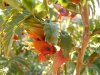 Melianthus Comosus Bush Tufted Honey Flower Shrub – Flower Seeds