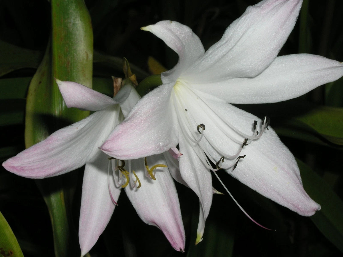 Crinum Lily Elusive Small-size Bulb - New - Flower Seeds