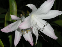 Crinum Lily Elusive Small-size Bulb - New - Flower Seeds