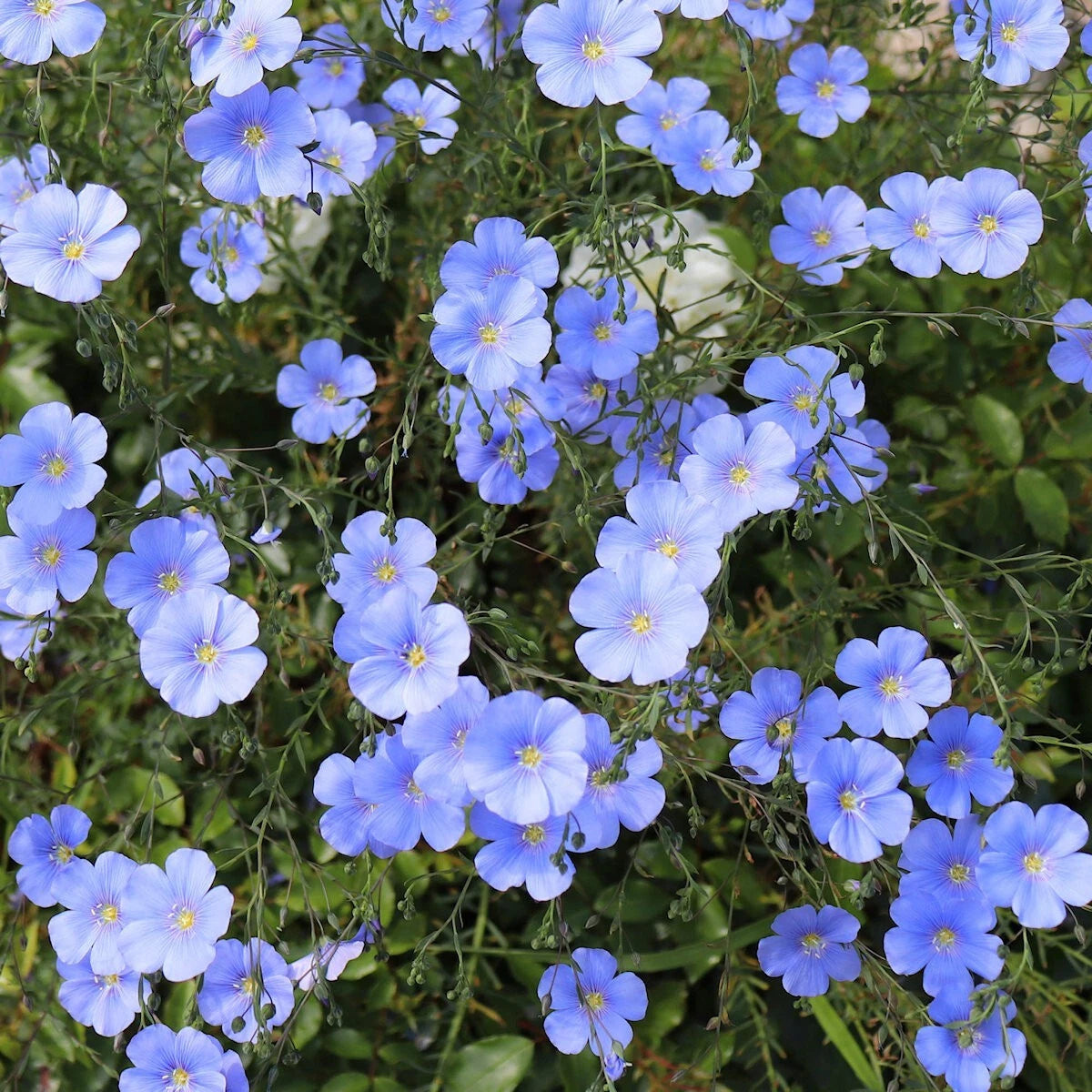Blue Flax – Colorful Wildflower Garden Seeds