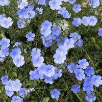 Blue Flax – Colorful Wildflower Garden Seeds