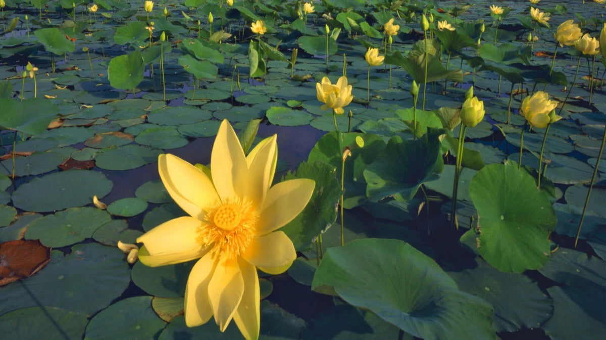 American Lotus – Yellow Water Garden Flower Seeds