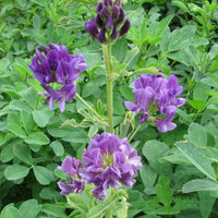 Alfalfa Medicago Sativa Flower Plant Seeds - Flower Seeds
