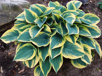 First Frost Hosta – Perennial Garden Flower Seeds