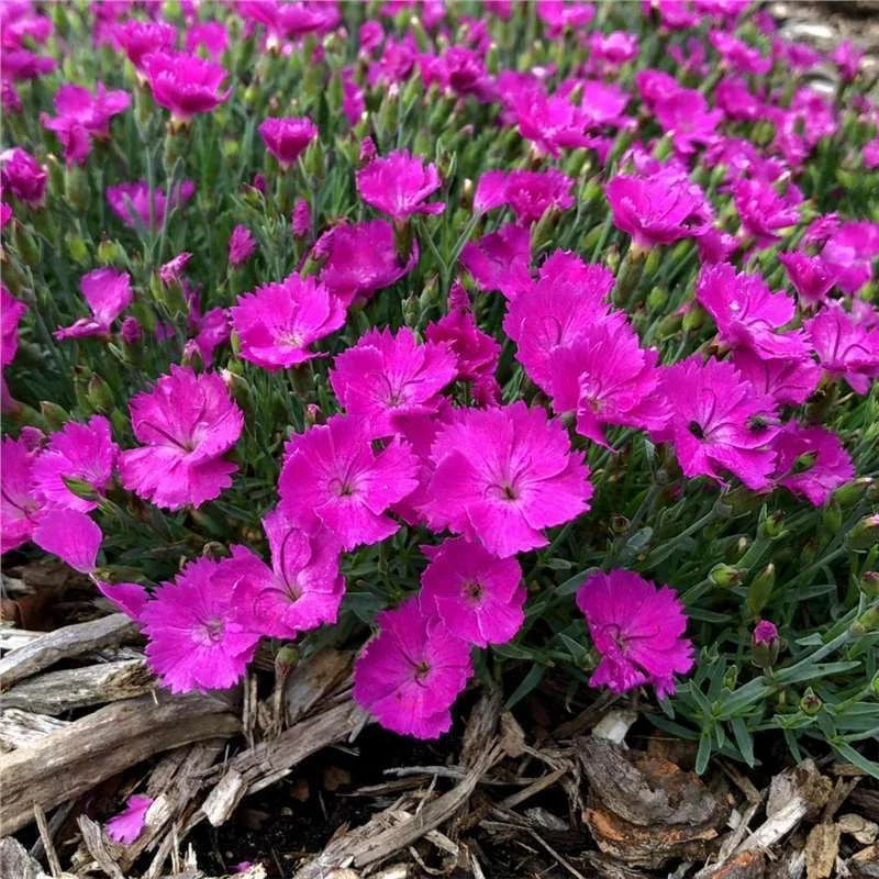 Mixed Color Sweet William Dianthus Barbatus – Perennial Flower Seeds