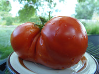 Sleeping Giant Tomato – Heirloom Vegetable Garden Seeds