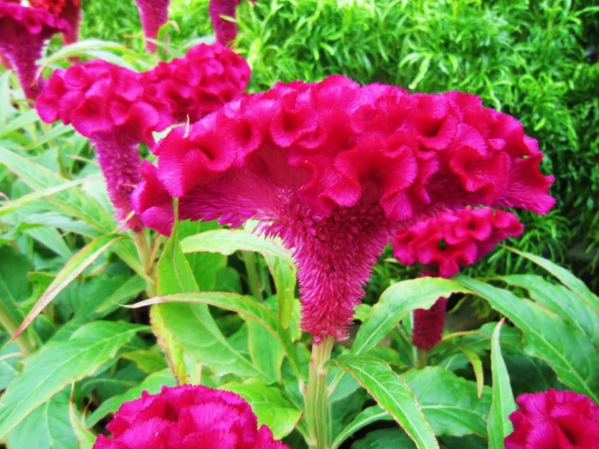 Pink Cockscomb Celosia Cristata Colorful Flower Garden Seeds