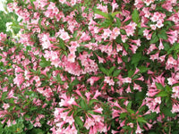 Weigela Florida – Hummingbird Attracting Shrub Seeds