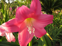 Crinum Lily Pink Floyd Large Blooming-Size Bulb New Amazing