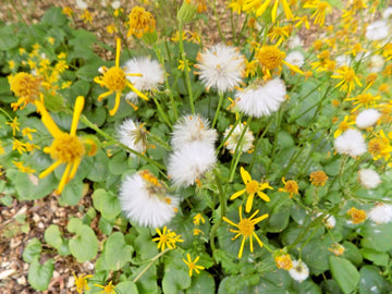 Ligularia Species Perennial Flower Seeds