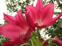 Crinum Lily Burgundy Medium-size Bulb - Flower Seeds