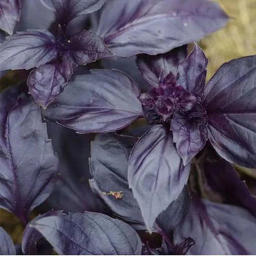 Purple Basil Ocimum Basilicum Herb Garden Seeds